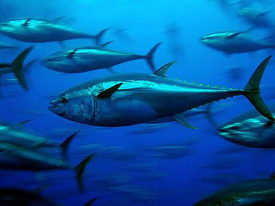 Πρόταση απαγόρευσης διεθνούς εμπορίου ερυθρού τόνου του Ατλαντικού